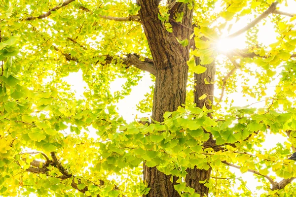 Feuilles d'automne colorées — Photo