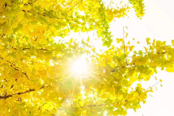 Bunte Herbstblätter — Stockfoto