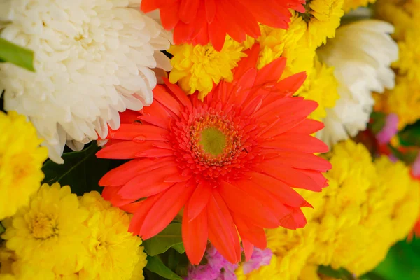 Beautiful flowers  for valentines — Stock Photo, Image