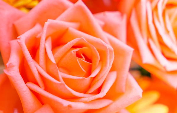 Hermosas flores para San Valentín — Foto de Stock