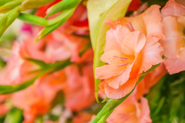 Mooie bloemen voor Valentijnsdag — Stockfoto