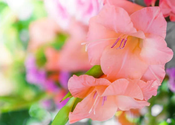 Vackra blommor för valentines — Stockfoto