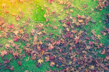 Sonbahar akçaağaç yaprakları