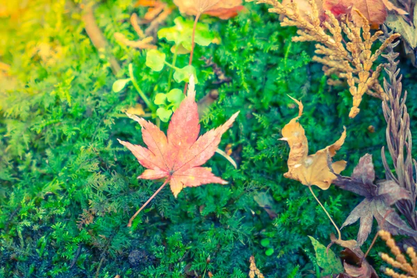 Herbstliche Ahornblätter — Stockfoto