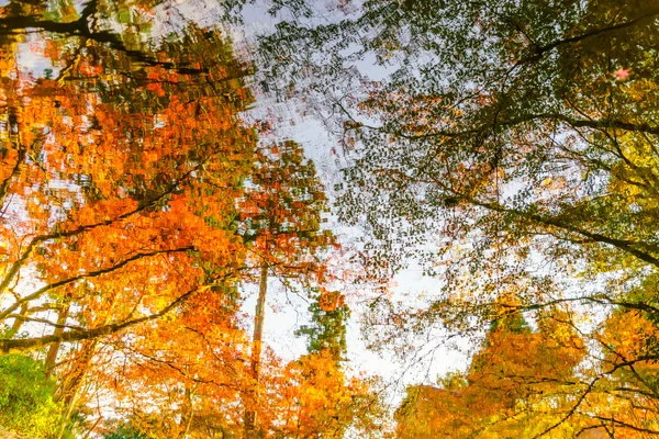 Pomarańczowy autumn drzewa — Zdjęcie stockowe