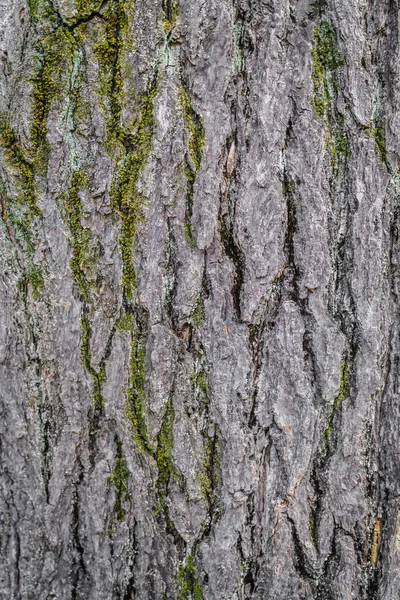 오래 된 그런 지 나무 — 스톡 사진