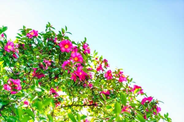 色鮮やかなピンクの花、高精細画像 — ストック写真