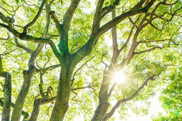 Bunte Herbstblätter — Stockfoto