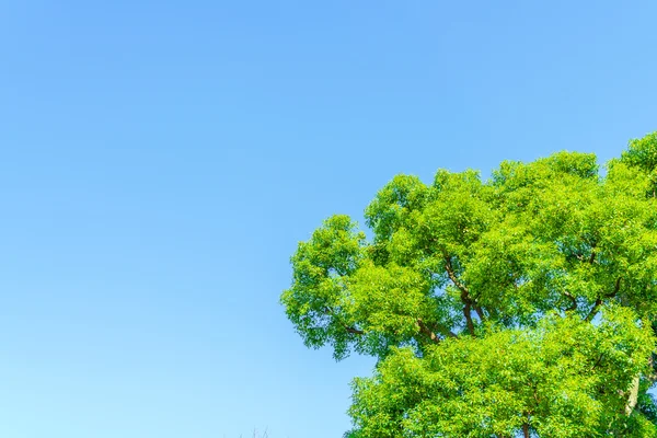 Árboles forestales, Imágenes de alta definición — Foto de Stock