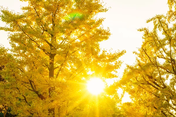 Bunte Herbstblätter — Stockfoto