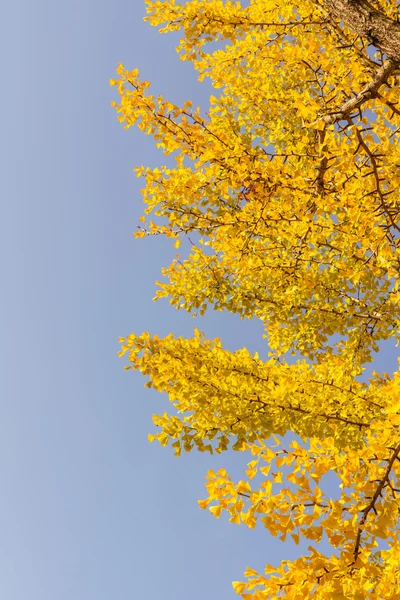 Bunte Herbstblätter — Stockfoto