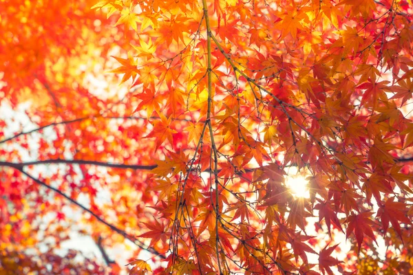 Feuilles d'automne colorées — Photo