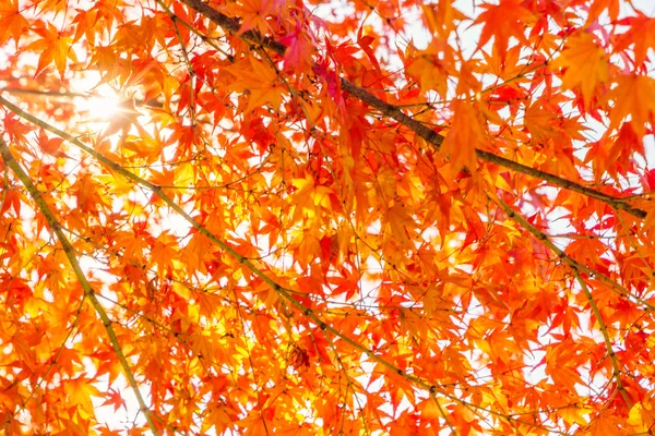 Bunte Herbstblätter — Stockfoto