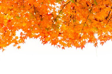 Renkli sonbahar yaprakları