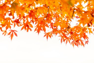 Renkli sonbahar yaprakları