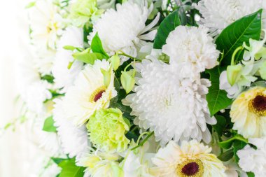 güzel renkli çiçekler