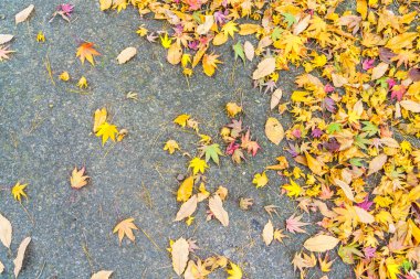 Kırmızı Sarı sonbahar akçaağaç yaprakları 