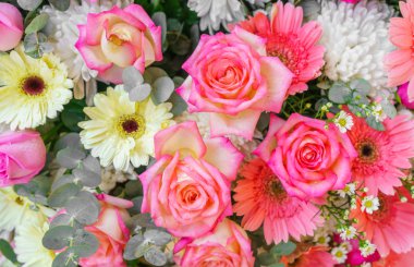 güzel renkli çiçekler