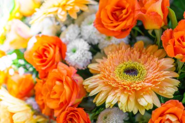 güzel renkli çiçekler