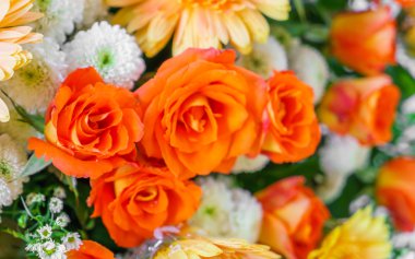 güzel renkli çiçekler