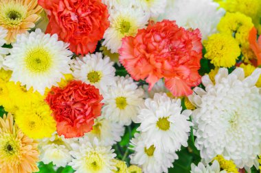 güzel renkli çiçekler