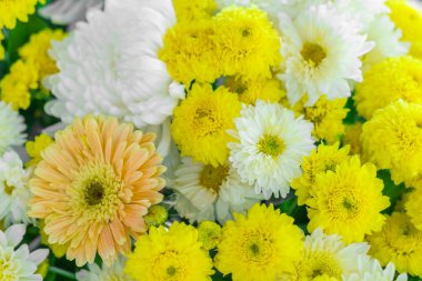 güzel renkli çiçekler