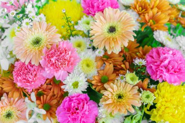 güzel renkli çiçekler