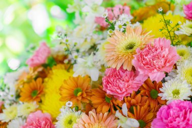 güzel renkli çiçekler