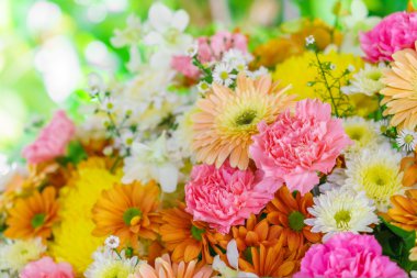 güzel renkli çiçekler