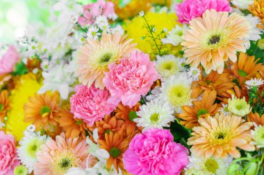 güzel renkli çiçekler