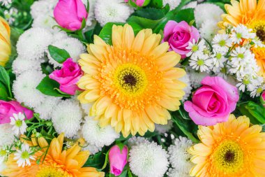 güzel renkli çiçekler