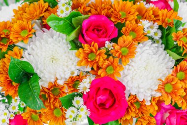 güzel renkli çiçekler