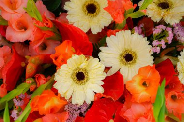 güzel renkli çiçekler