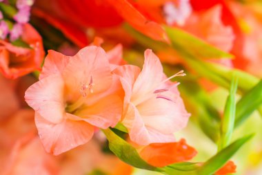 güzel renkli çiçekler