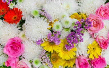 güzel renkli çiçekler