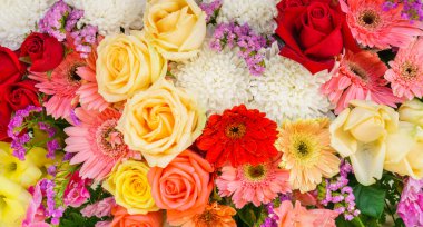 güzel renkli çiçekler