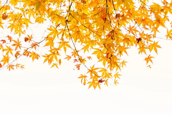 Bunte Herbstblätter — Stockfoto