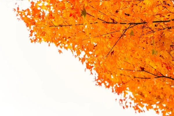 Barevné podzimní listy — Stock fotografie