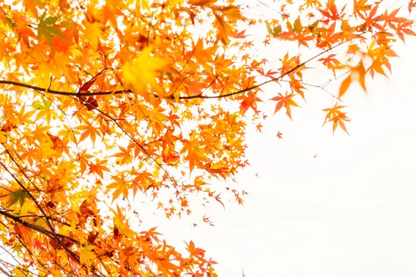 Bunte Herbstblätter — Stockfoto