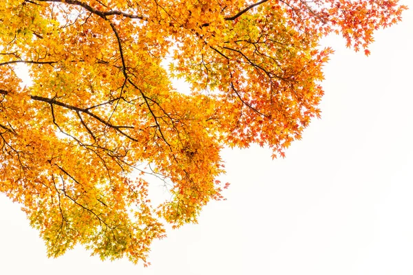 Hojas de otoño colorido — Foto de Stock