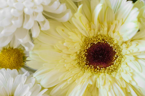 Vackra färgglada blommor — Stockfoto