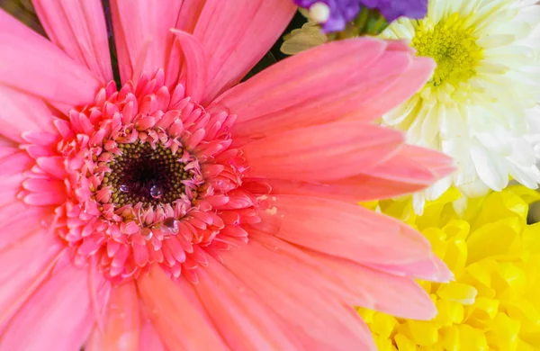 Vackra färgglada blommor — Stockfoto