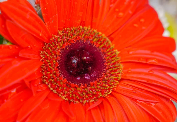 Vackra blommor för alla hjärtans och bröllop scen — Stockfoto