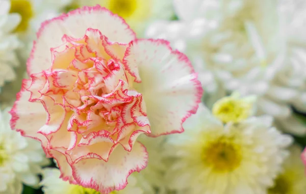 Schöne bunte Blumen — Stockfoto