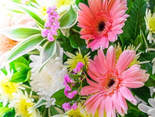 Beautiful colorful flowers — Stock Photo, Image