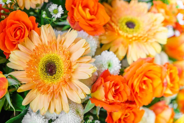 Mooie kleurrijke bloemen — Stockfoto