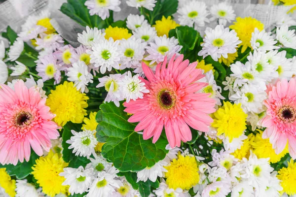 Mooie kleurrijke bloemen — Stockfoto