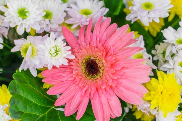 Vackra färgglada blommor — Stockfoto