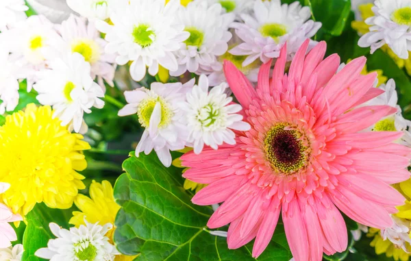 Vackra färgglada blommor — Stockfoto