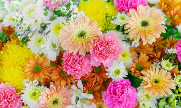 Mooie kleurrijke bloemen — Stockfoto